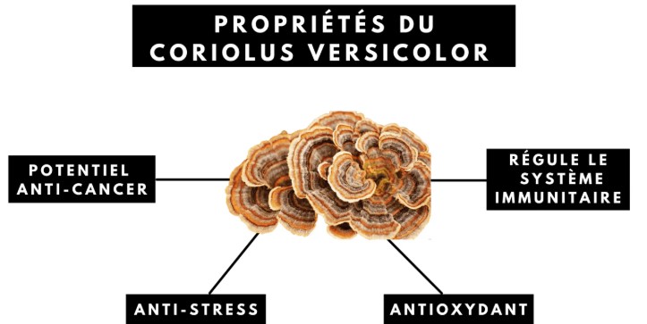 propriétés coriolus versicolor