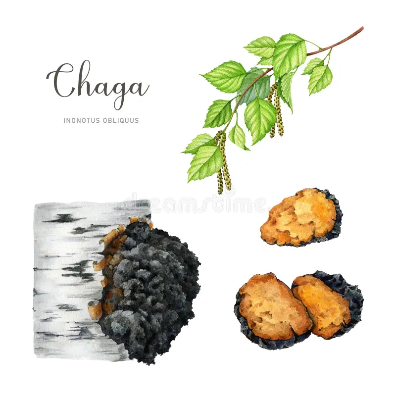 chaga illustration