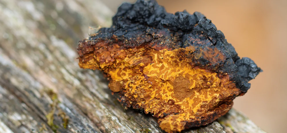 champignon chaga