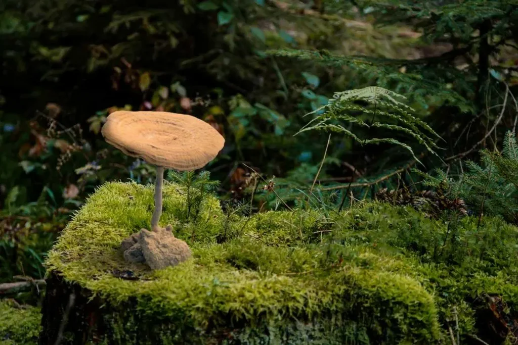 champignon lait tigre forêt