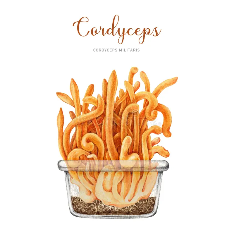 cordyceps illustration