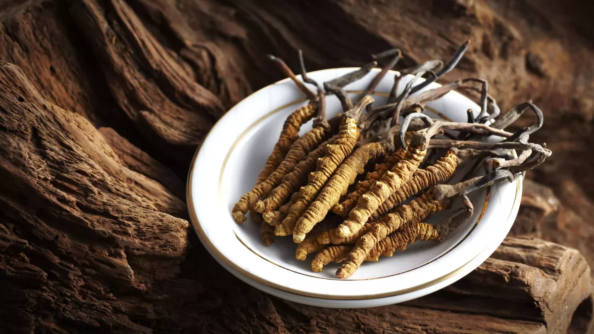 cordyceps