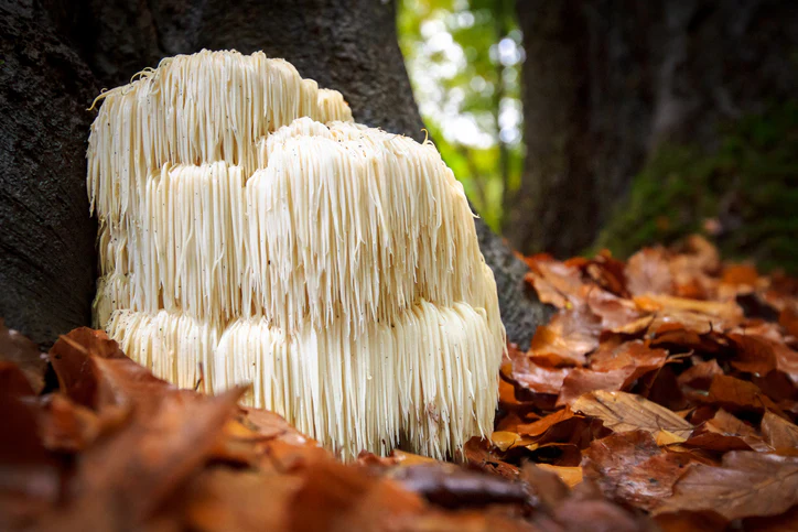 champignon lion mane