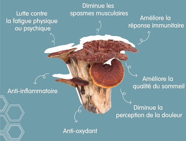 propriétés du reishi