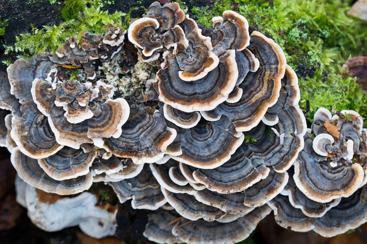 champignon queue de dinde