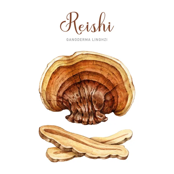 illustration reishi