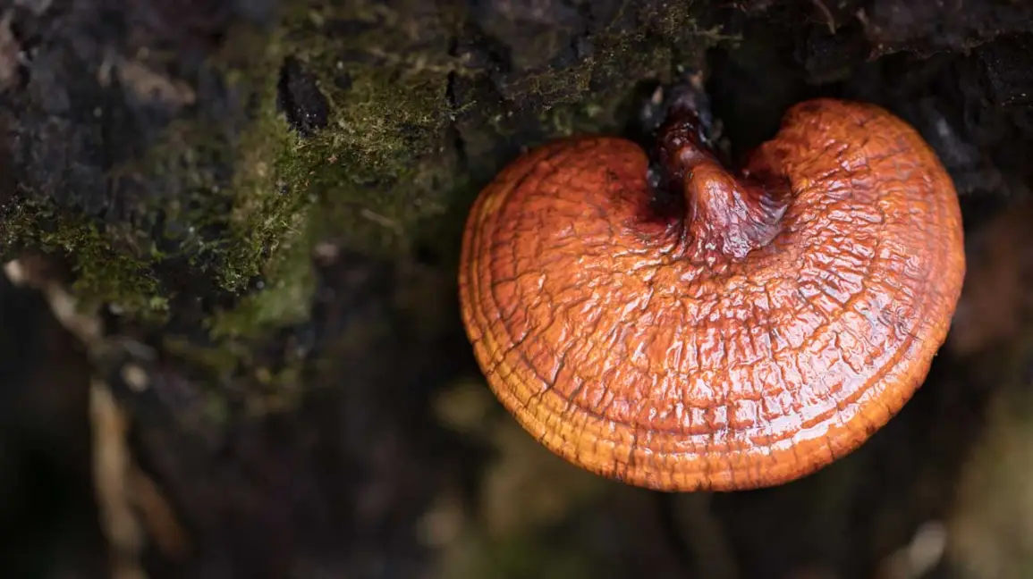 champignon reishi